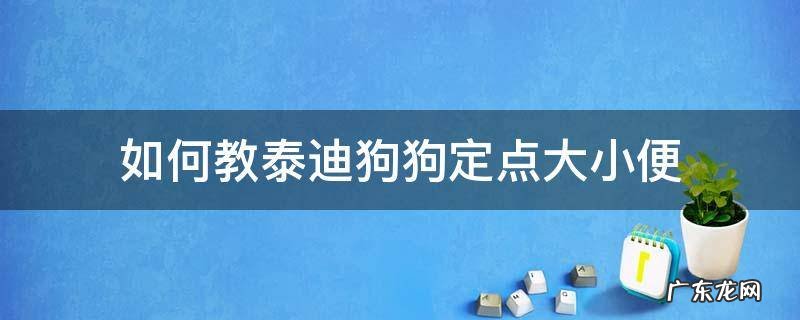 如何教泰迪狗狗定点大小便