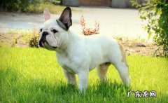 法国斗牛犬的颜色等级 法国斗牛犬价格表