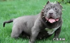 英国斗牛犬多少钱一只 美国恶霸犬价格是多少