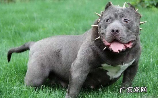 英国斗牛犬多少钱一只 美国恶霸犬价格是多少
