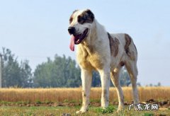 中亚牧羊犬好养吗 中亚牧羊犬价格是多少