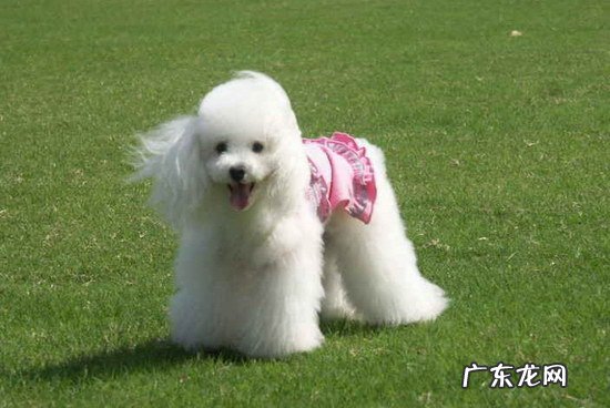 比熊贵宾串的特点 贵宾犬和比熊的区别是什么