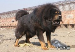 十大巨型犬排行 世界上最大的狗是什么品种