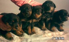 养罗威纳犬的七大禁忌 罗威纳犬好养吗