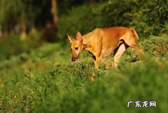 查理王小猎犬纯种分辨 法老王猎犬怎么看纯不纯