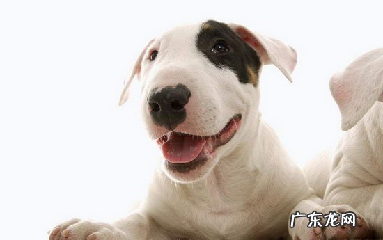 法国斗牛犬多少钱一只 斗牛梗幼犬多少钱一只