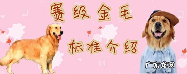 金毛比赛都是比什么 赛级金毛标准介绍