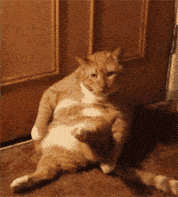 我很绝望啊 原来橘猫真的容易认错
