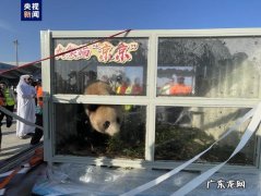 中东首对！两只中国大熊猫抵达卡塔尔首都多哈 中东地区第一家大熊猫馆