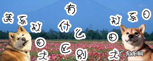 美系秋田犬性格和缺点 美系秋田犬与日系秋田犬有什么区别