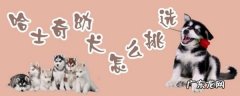 哈士奇幼犬多少钱一只 怎么挑选哈士奇幼犬