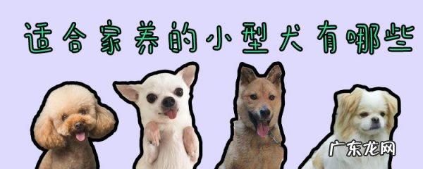 便宜好养的小型犬 适合家养的小型犬有哪些
