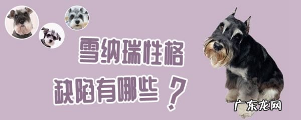 雪纳瑞性格特点和缺点 雪纳瑞性格缺陷有哪些