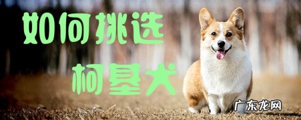 为什么三色柯基便宜 如何挑选柯基犬