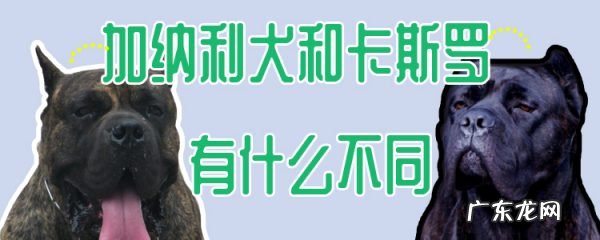 加纳利和杜高犬谁更猛 加纳利犬和卡斯罗有什么不同