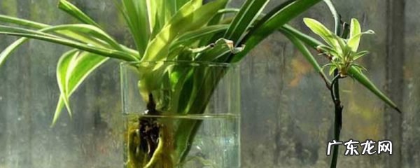 吊兰水培怎么养才能更旺盛,剪下的小吊兰水培步骤?