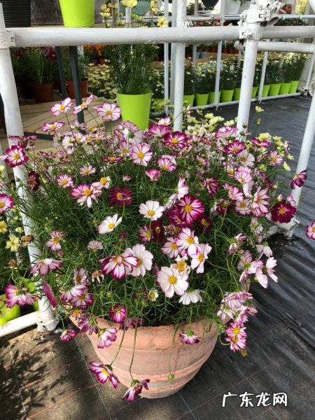 买回来波斯菊的种子应该怎么播种,波斯菊花种子什么时候播种?