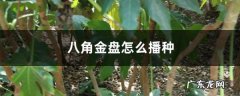 八角金盘怎么播种,八角金盘价格？