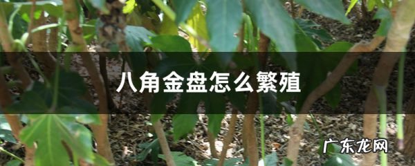 八角金盘怎么繁殖,八角金盘适合家里养吗?