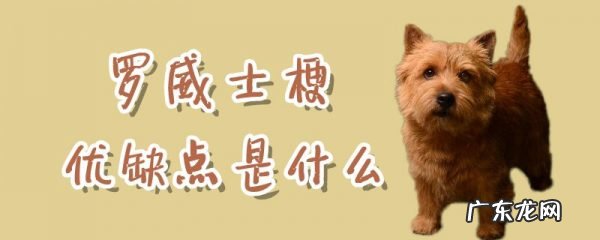 罗威士梗哪里有卖 罗威士梗优缺点是什么