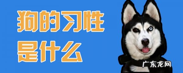 狗的习性是什么