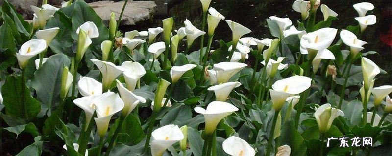粉色马蹄莲花语 马蹄莲花语