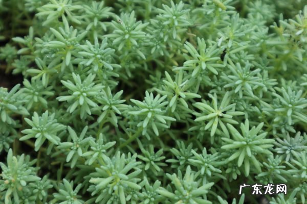 薄雪万年草怎么过冬,薄雪万年草和佛甲草区别?