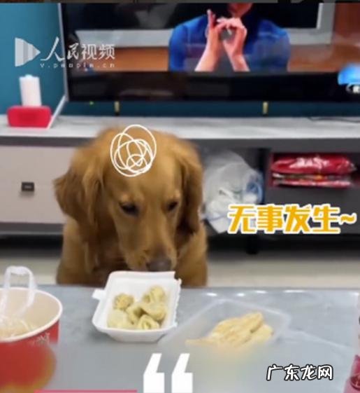 没想到它竟然气到直接开抢 狗狗趁主人不注意狂炫41个饺子