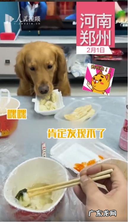 没想到它竟然气到直接开抢 狗狗趁主人不注意狂炫41个饺子