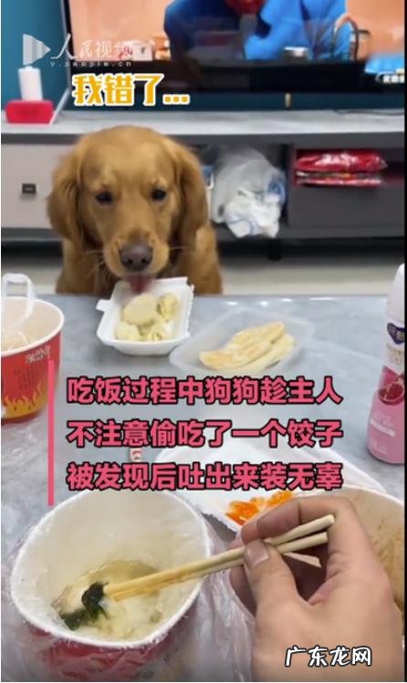 没想到它竟然气到直接开抢 狗狗趁主人不注意狂炫41个饺子
