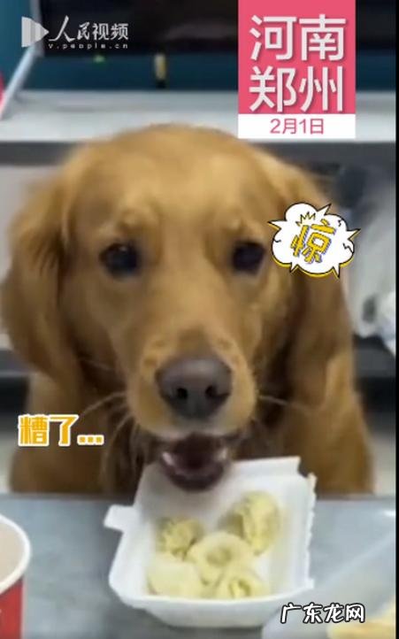 没想到它竟然气到直接开抢 狗狗趁主人不注意狂炫41个饺子