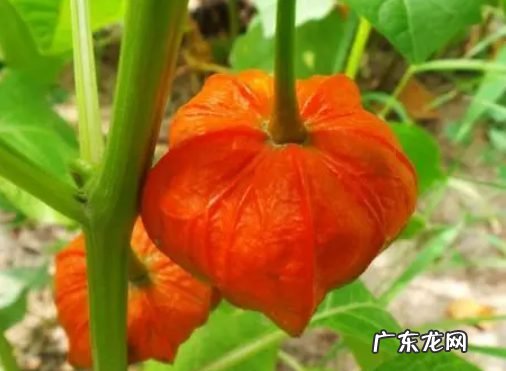 红菇娘皮吗泡水的功效有哪些,红姑娘皮泡水切记?