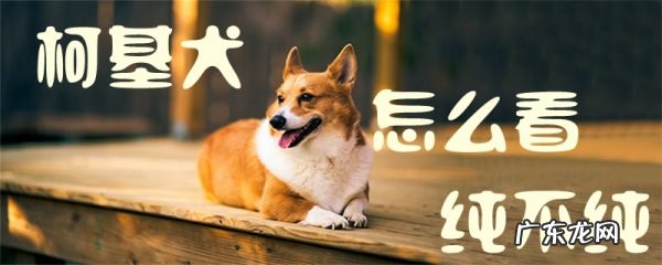 柯基为什么是禁养犬 柯基犬怎么看纯不纯