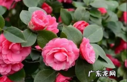 茶花叶子尖发黄干枯是怎样引起的,山茶花叶子尖干褐色?