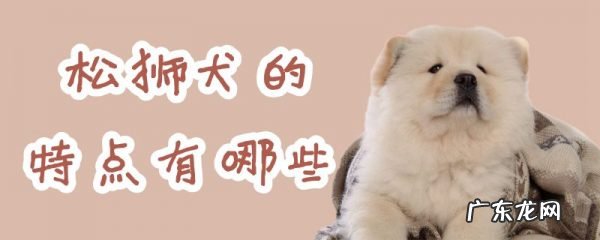 松狮犬特点 松狮犬的特点有哪些