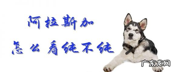 阿拉斯加什么颜色最贵 阿拉斯加怎么看纯不纯