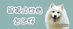 千万别养银狐犬 银狐犬性格怎么样