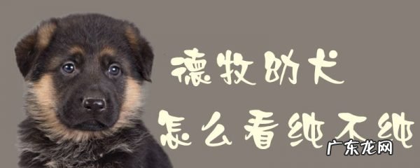 800与8000德牧的区别 德牧幼犬怎么看纯不纯