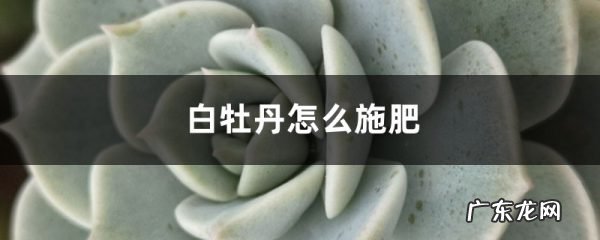 白牡丹怎么施肥,白牡丹是什么茶??
