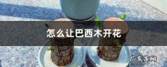 怎么让巴西木开花，开花花期如何护理,巴西木开花,多久一次？
