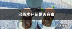 巴西木开花有毒吗，开花是什么兆头,巴西木开什么花？