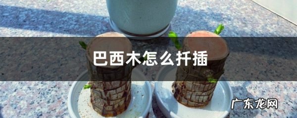 巴西木怎么扦插,巴西木扦插视频?