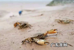 青蟹活的直接速冻可以吗,活的青蟹放速冻可以吗？