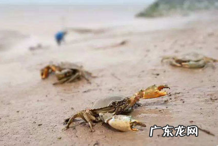 青蟹活的直接速冻可以吗,活的青蟹放速冻可以吗?