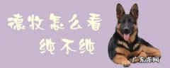 怎么辨别德牧幼犬好坏 德牧怎么看纯不纯