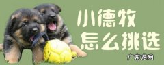 德牧幼犬挑选技巧 小德牧怎么挑选