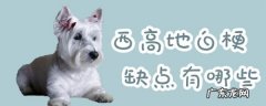 西高地白梗犬为什么这么贵 西高地白梗缺点有哪些