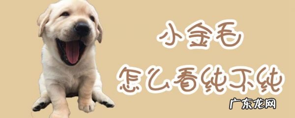 假金毛三个特点 小金毛怎么看纯不纯