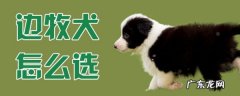 如何挑选边牧幼犬品相 边牧犬怎么选