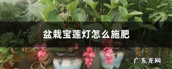 盆栽宝莲灯怎么施肥?操作细节需注意!,宝莲灯盆栽可以放室内吗?